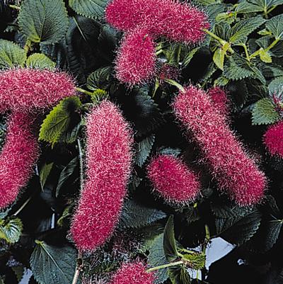 Acalypha pendula Firetail Chenille