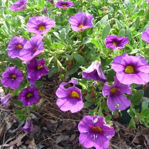 Calibrachoa Callie® Purple