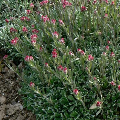 Antennaria dioica Rubra