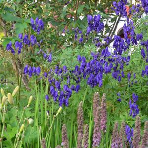 Aconitum napellus 