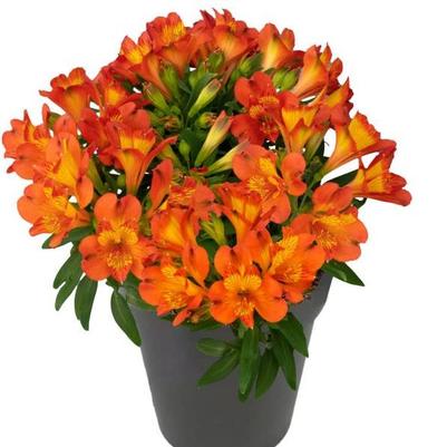 Alstroemeria Inca Holland™