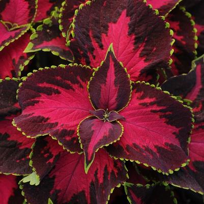 Coleus Premium Sun Chocolate Covered Cherry