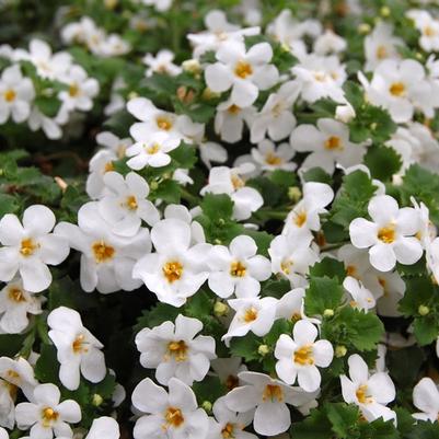 Bacopa Calypso™ Jumbo White