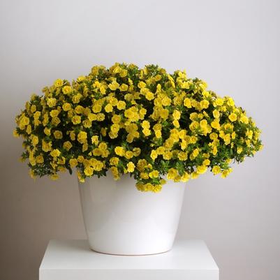 Calibrachoa MiniFamous® Neo Double Lemon