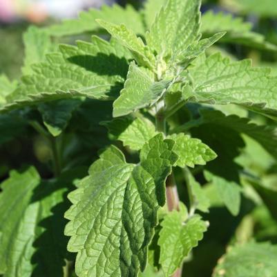 Nepeta (per) cataria 