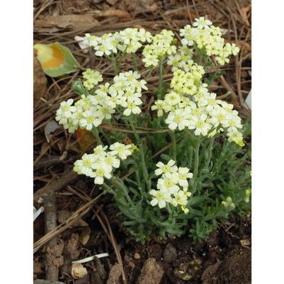 Achillea x lewisii King Edward