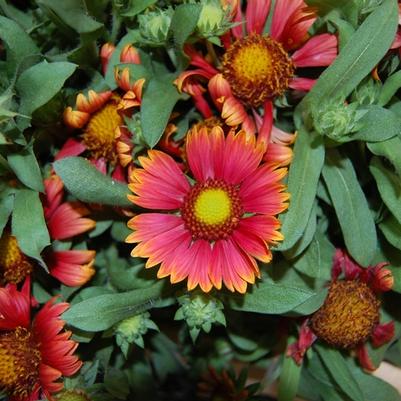 Gaillardia Arizona Red Shades