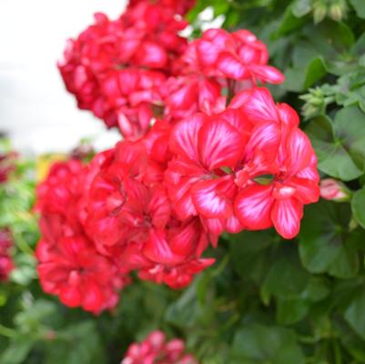 Geranium (Ivy) Focus™ Red Ice