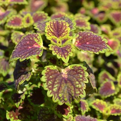 Coleus Lava Rose