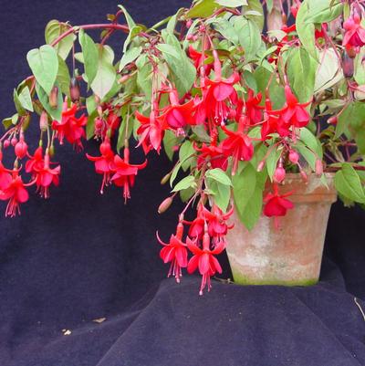 Fuchsia Marinka