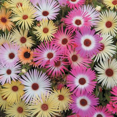 Livingstone Daisy Sparkles Mix