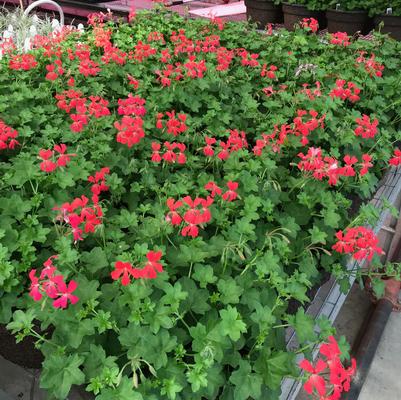 Geranium (Minicascade) Minicascade Red