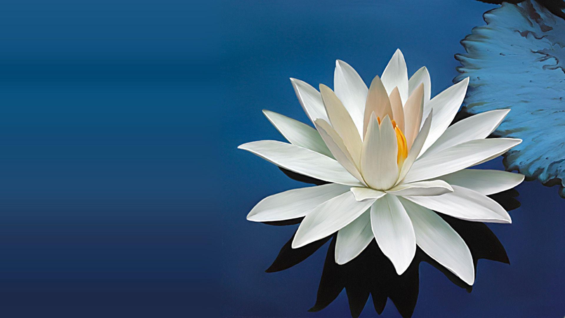 Lotus Flower Wallpapers Top Free Lotus Flower Backgrounds ...