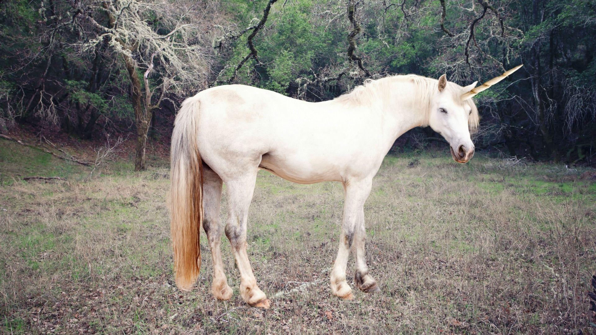 ENTRAS, pones una FOTO de un ANIMAL RARO y te vas a tomar por c ...