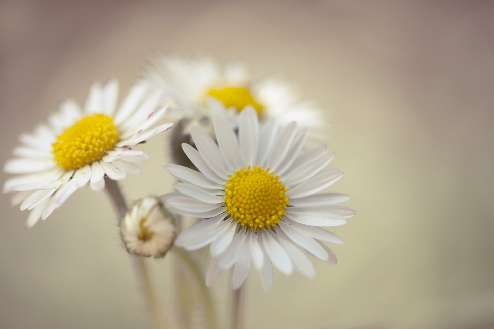 Daisies