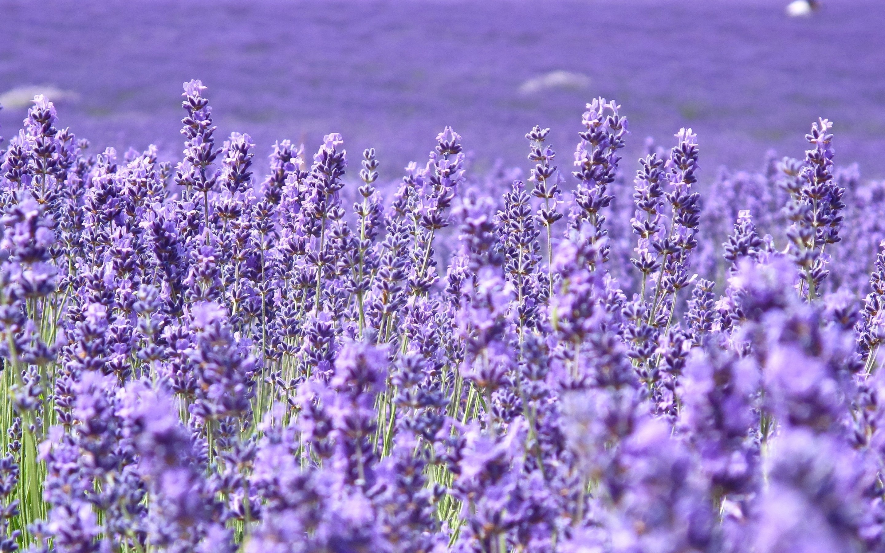 Flower Fields