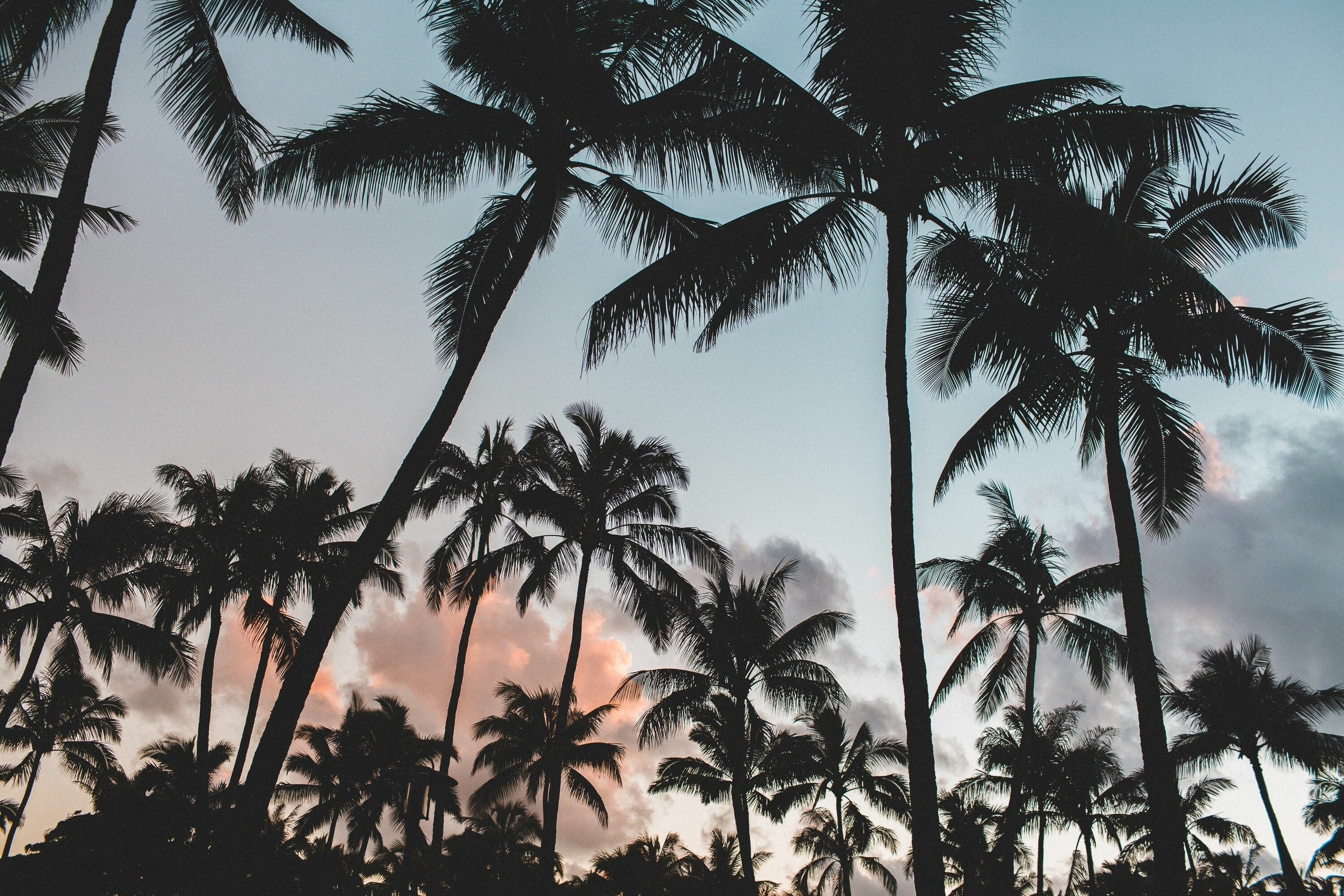 Palm Trees