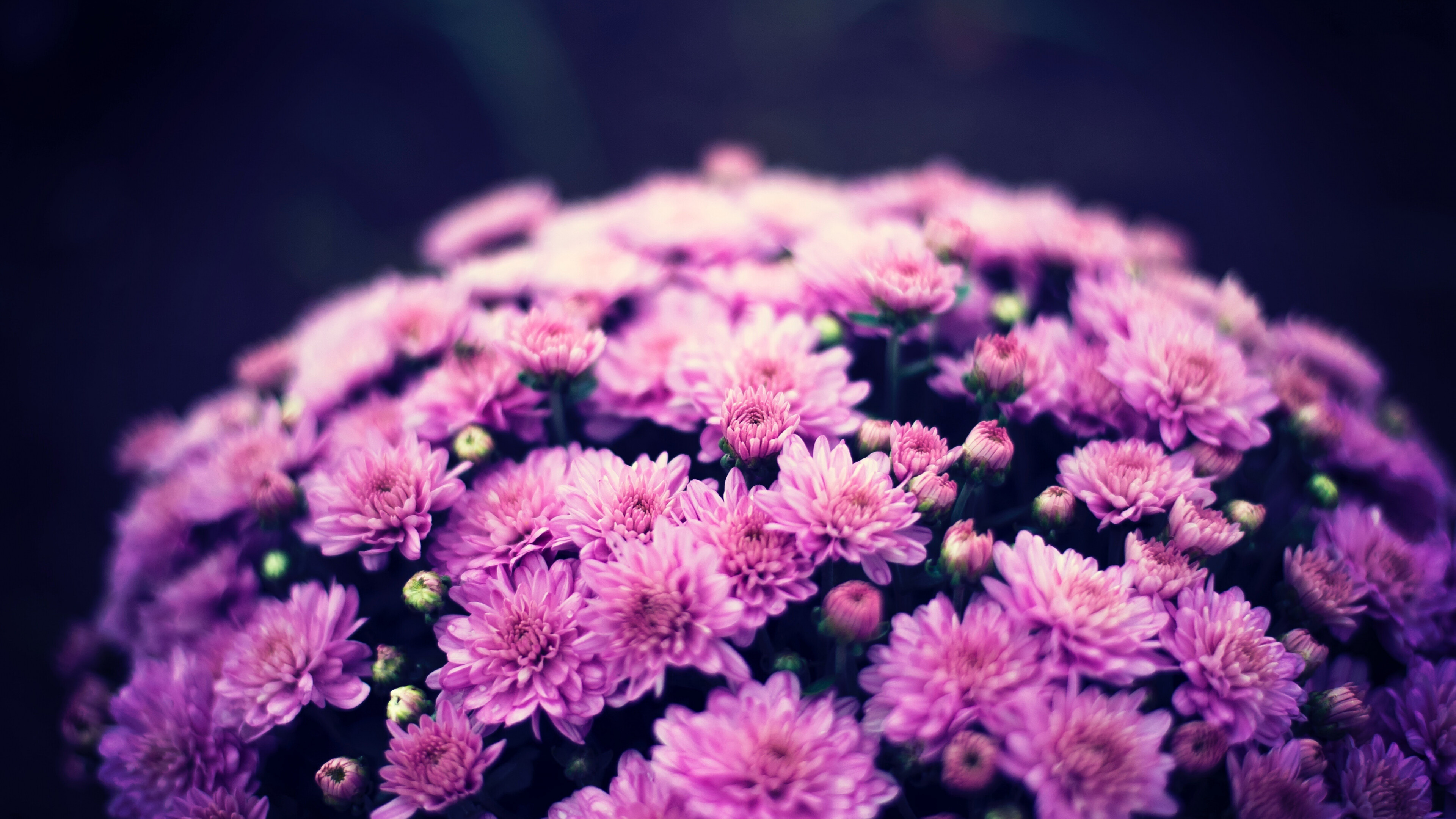 Chrysanthemums