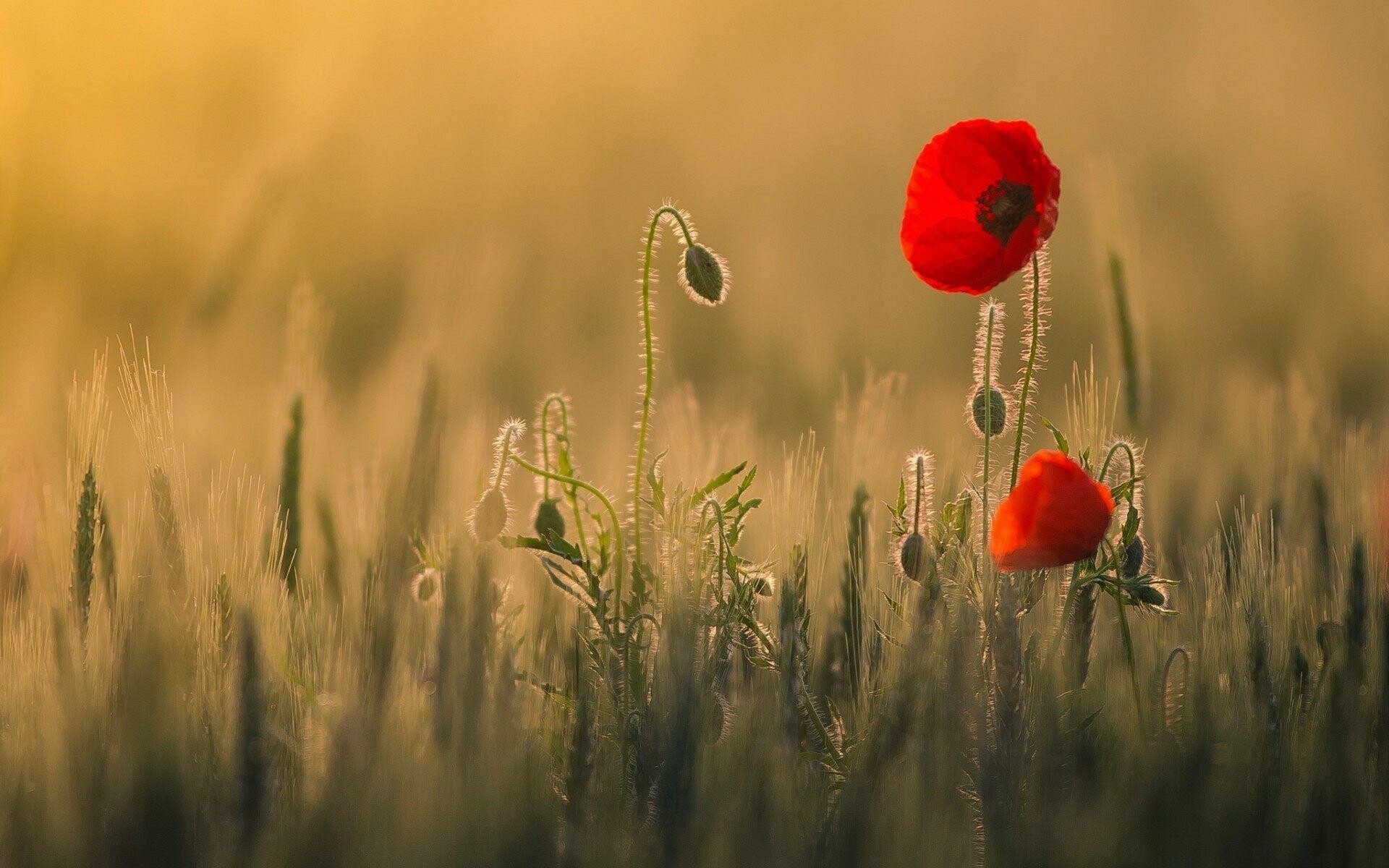 Poppy Flowers