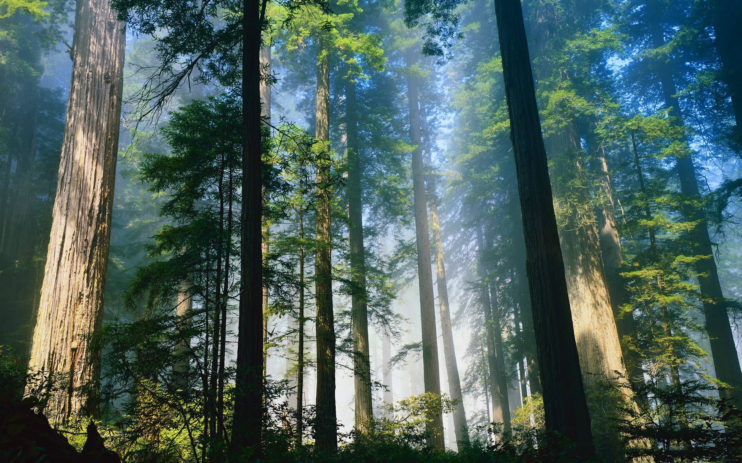 Cedar Trees