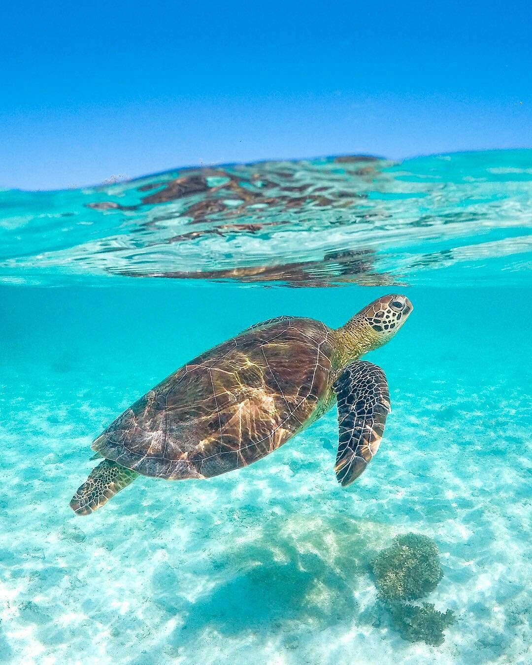 Top 93+ Pictures Sea Turtle Wallpaper For Computer Sharp