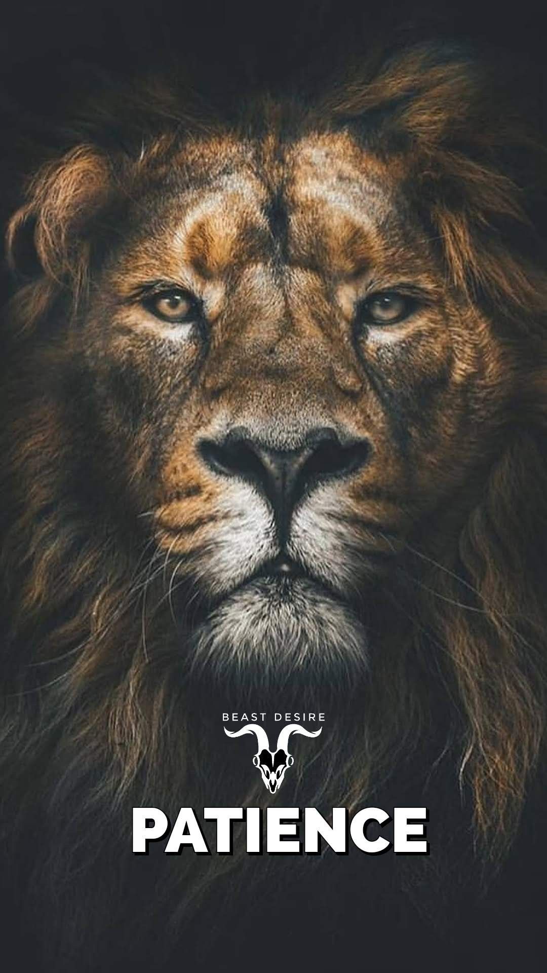 Lion Attitude Wallpapers Wallpaper Cave