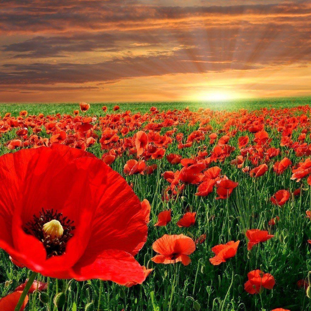 Remembrance Day Poppies Png : Remembrance poppy flower common poppy ...