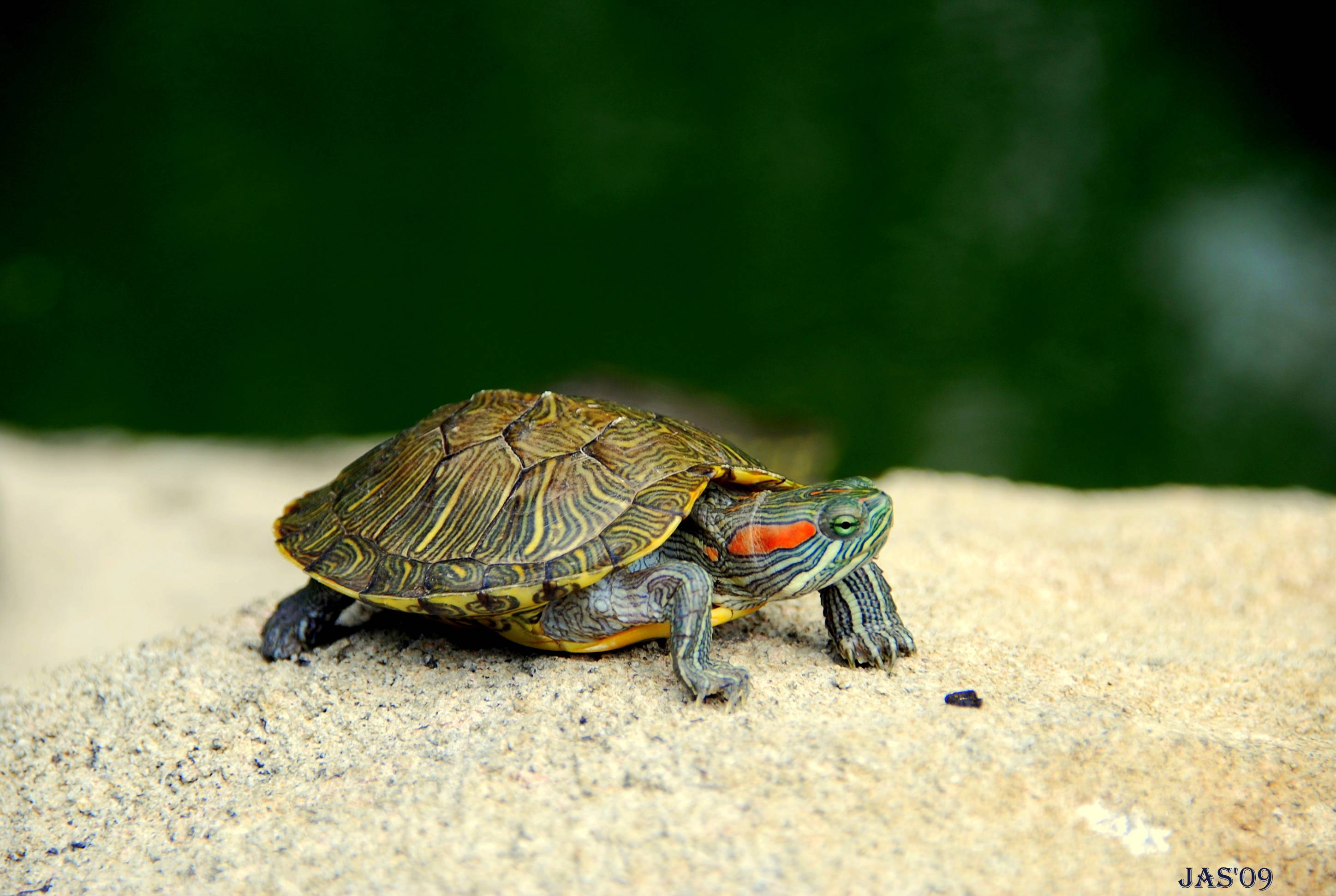 Turtle Wallpaper 1920x1080