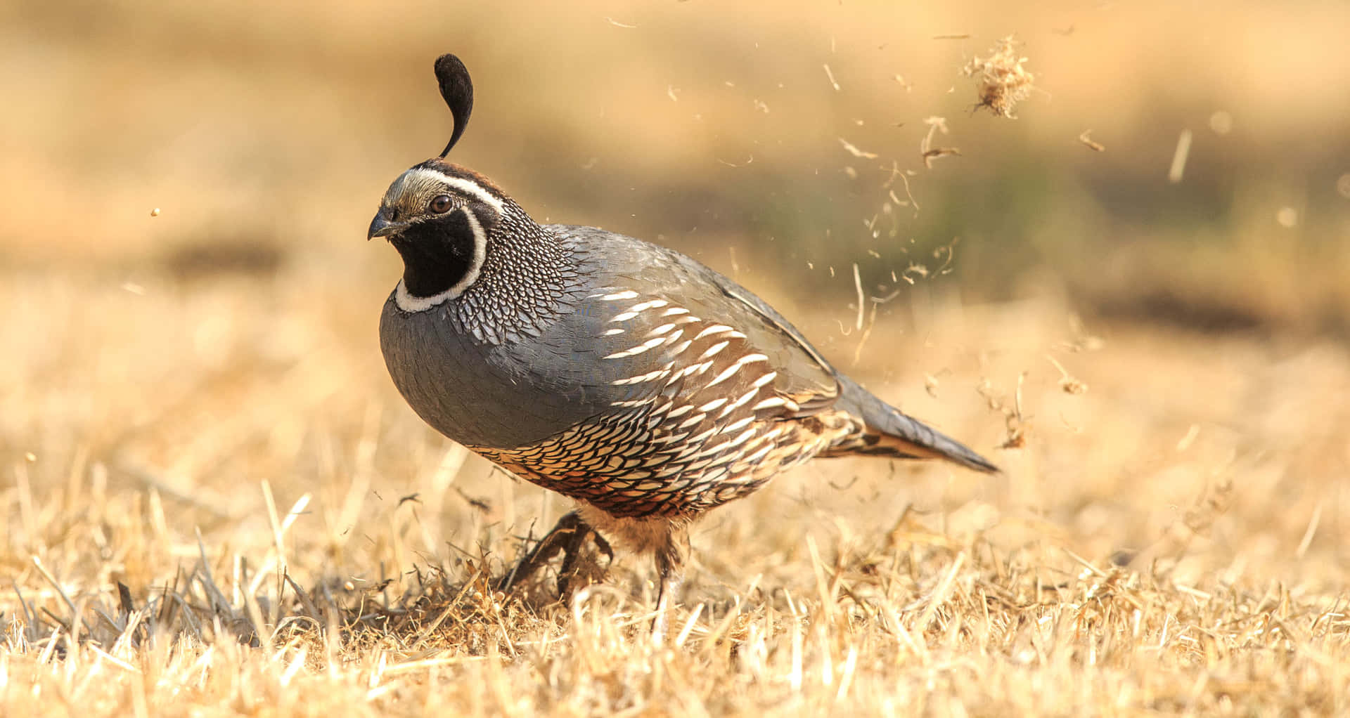 Quail Bilder