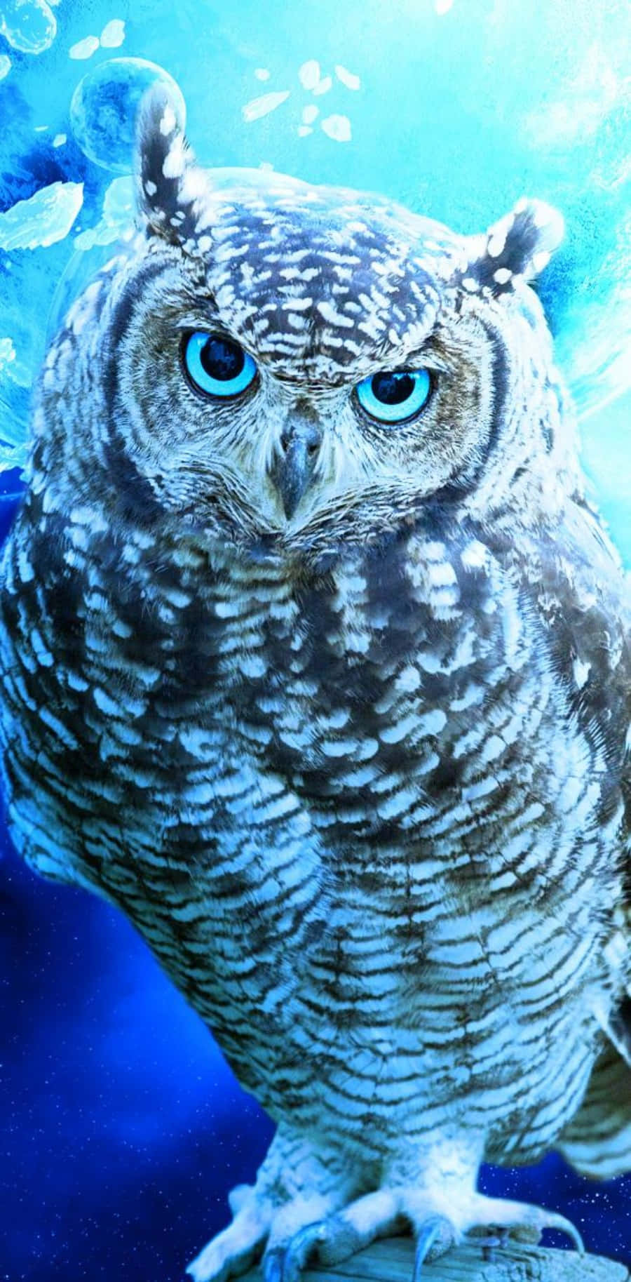 Blue Owl Pictures