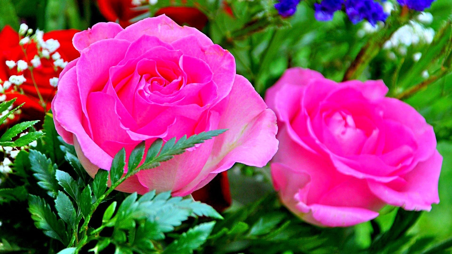 20 Excellent desktop wallpaper flowers rose You Can Get It For Free ...