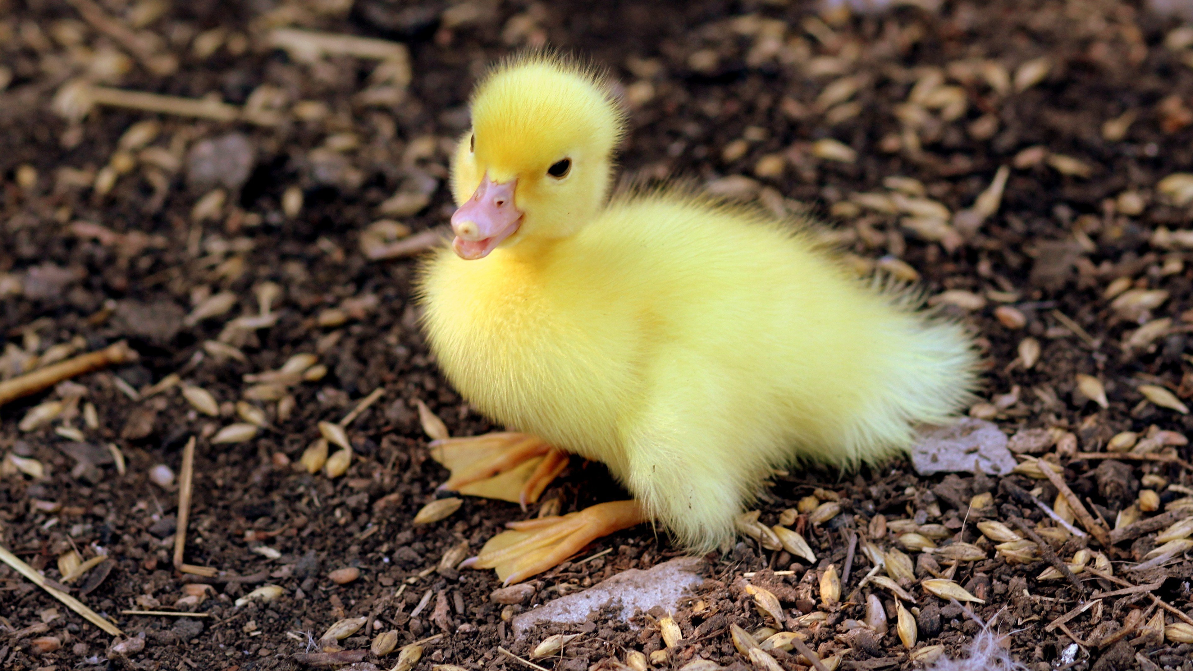 duck, Yellow Wallpaper