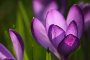 crocus