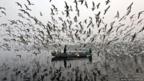 Men on a boat feed seagulls along a river on a smoggy morning