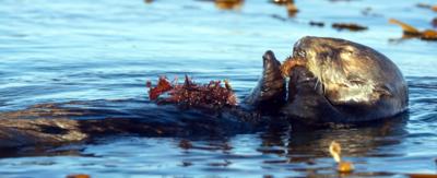 A sea otter eating a sea urchin.