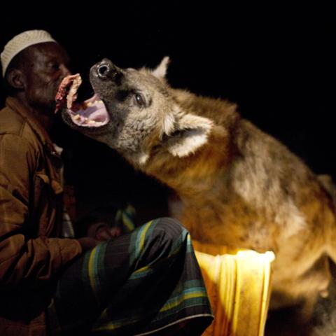 Yusef has a close relationship with wild hyenas (Credit: Fredi Devas / BBC NHU 2016)