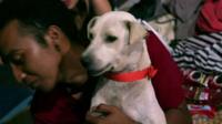 Dog in the evacuee centre