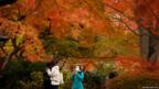 Visitors stroll under autumn coloured leaves at a park