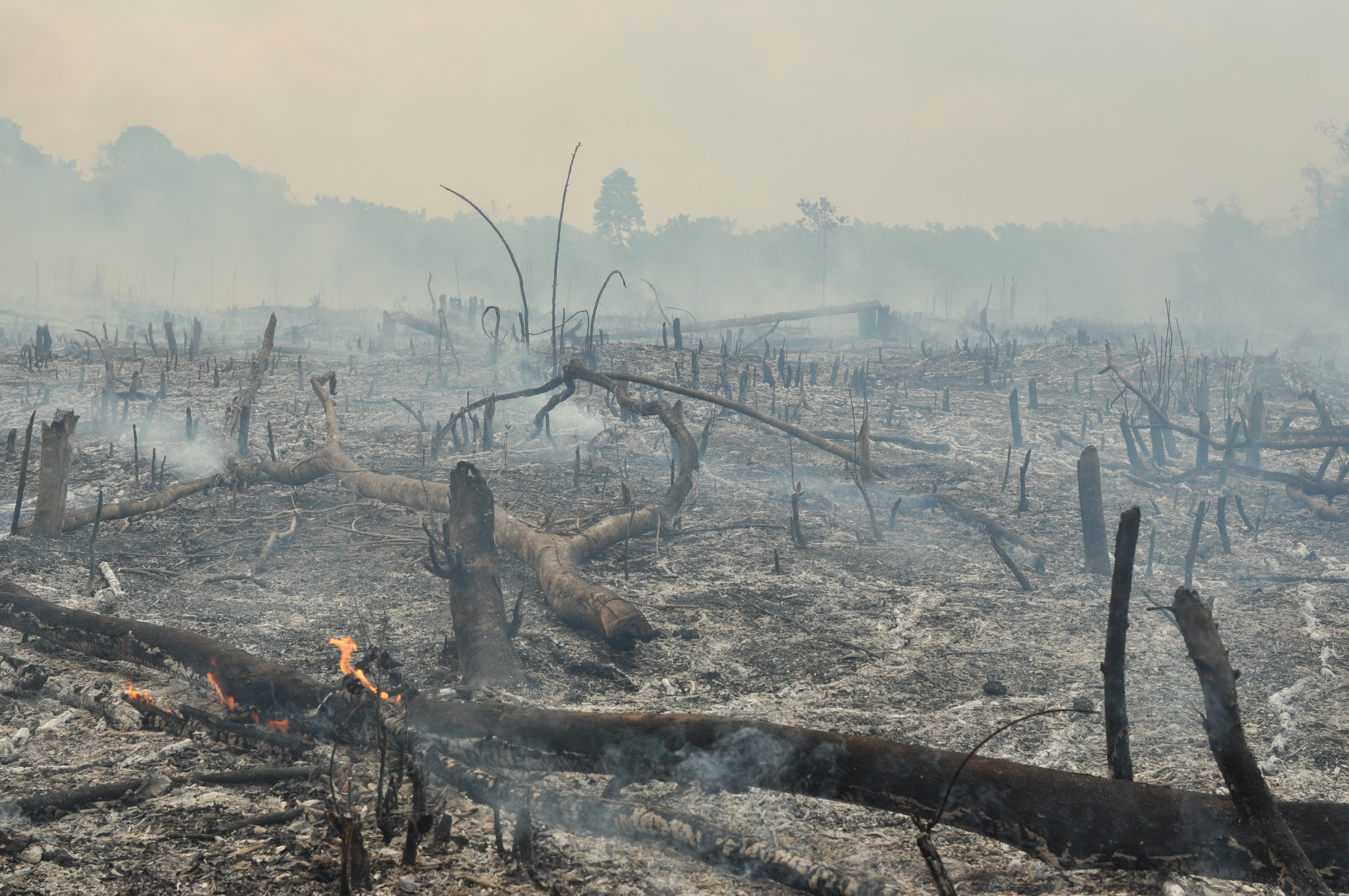 smoke rises from an area littered with charred logs into a hazy sky