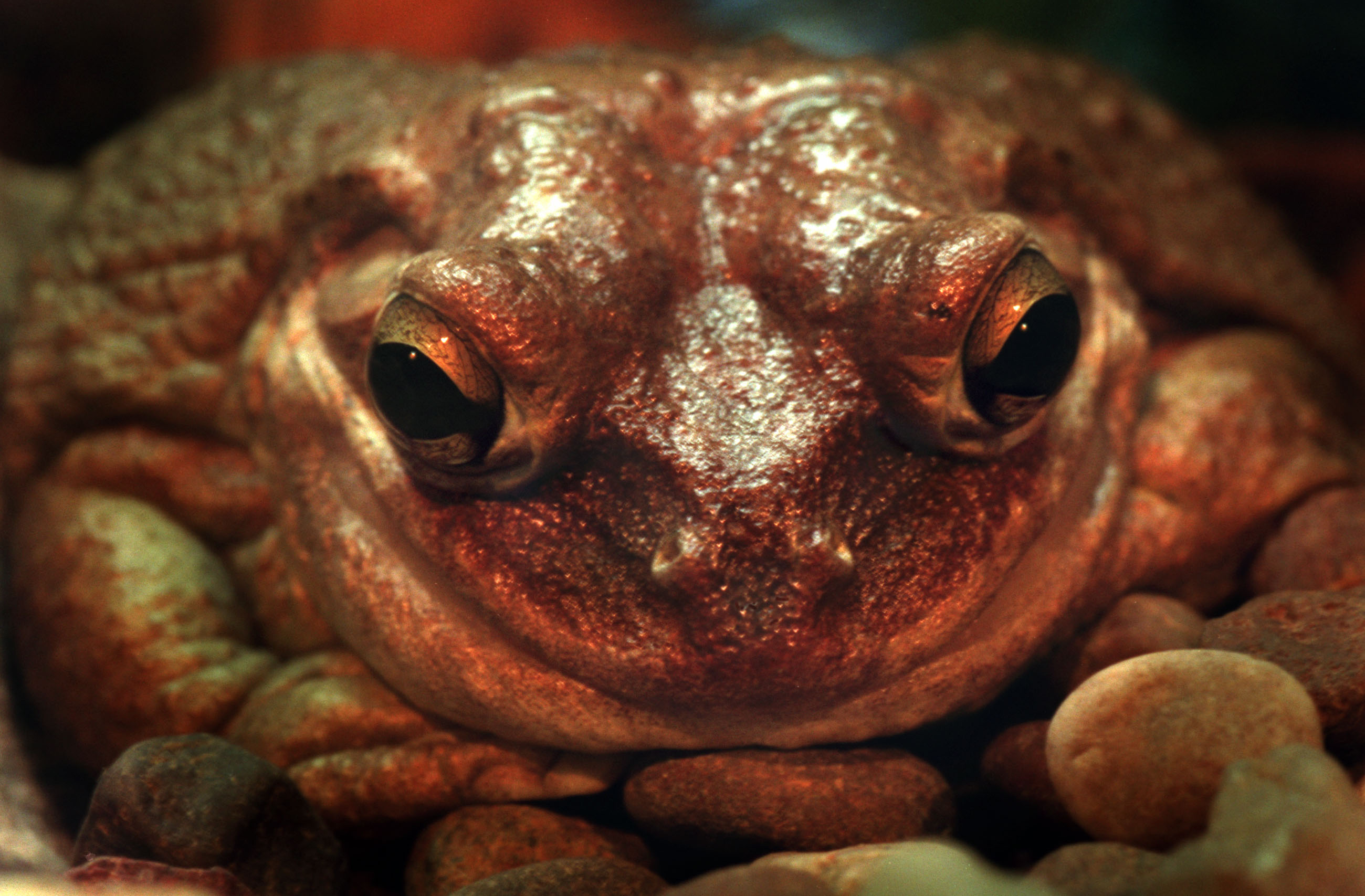 Media preview of the frogs! exhibit at the Minnesota Zoo, -- A Cuban tree frog rested his chin on his front legs as the exhibit was put together in the terrariums around him.