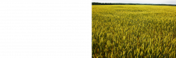 grain3.png?crc=433020549