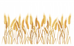 28+ Collection of Wheat Field Clipart Png | High quality, free ...