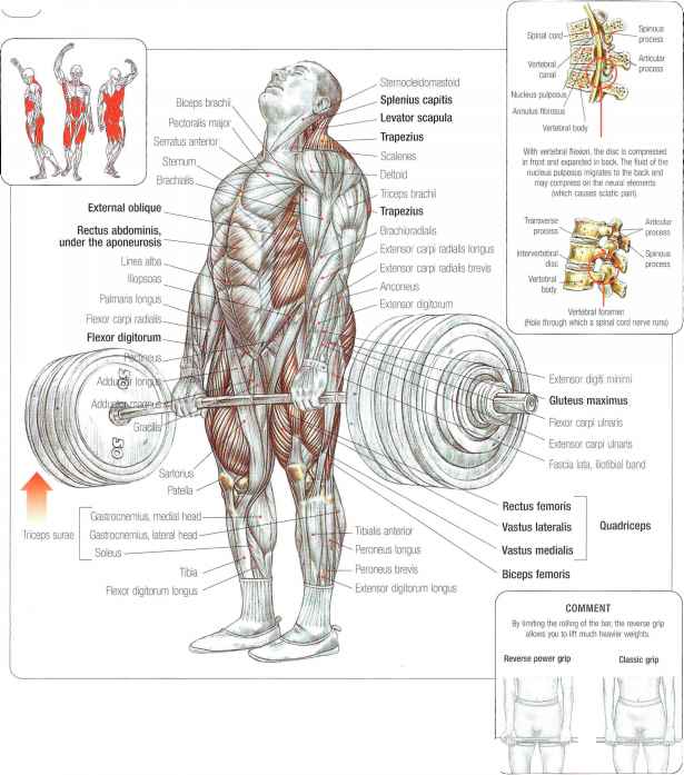 Structure Deadlift muscles