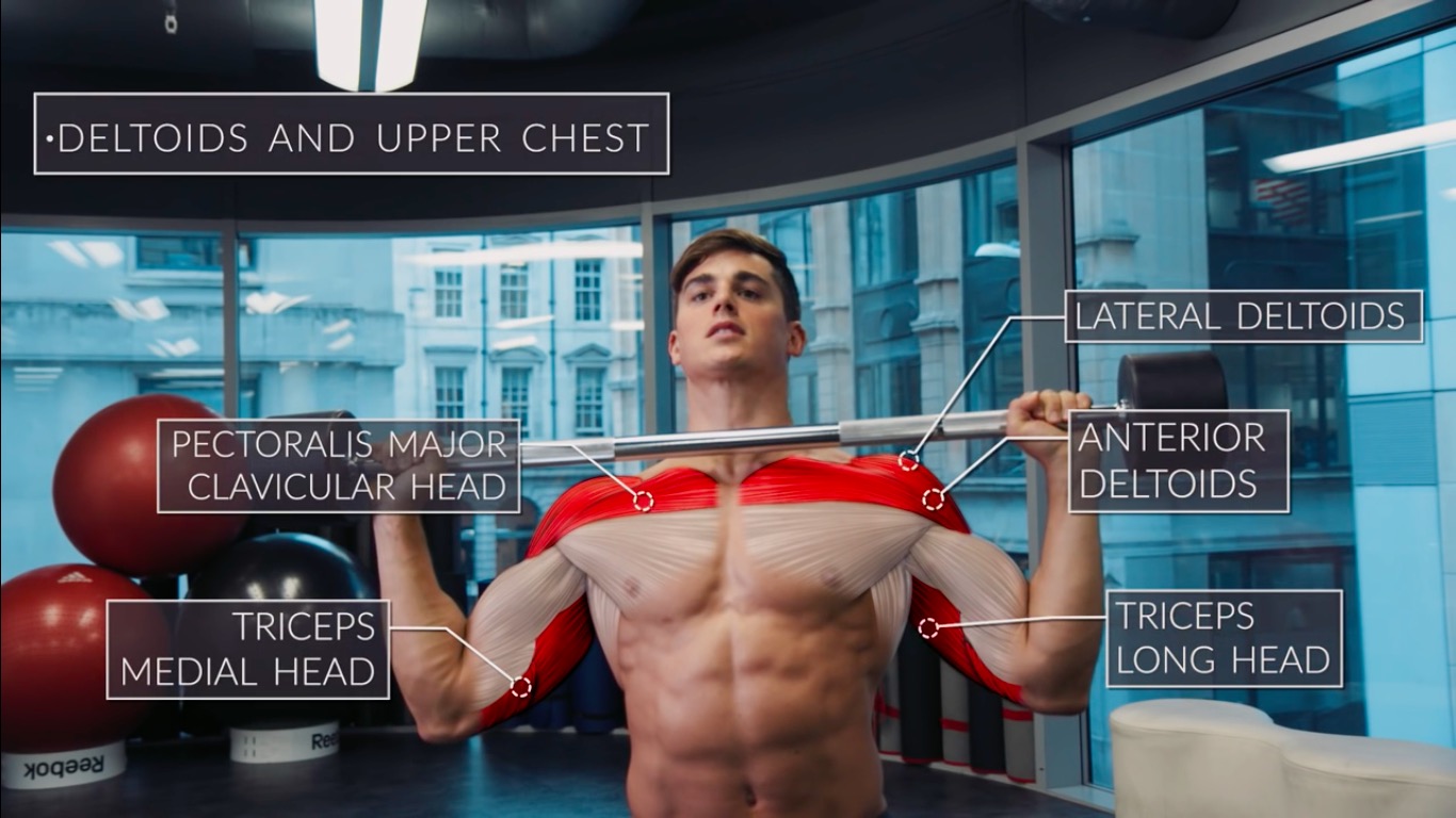 Exercise Anatomy: Shoulders Workout