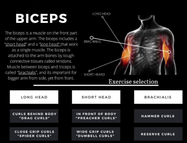 How to Biceps Workout