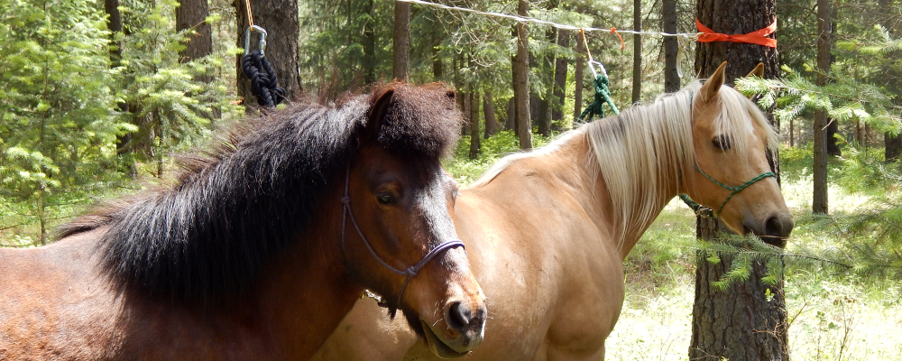 How to Set up a Highline When Camping with Horses and Mules