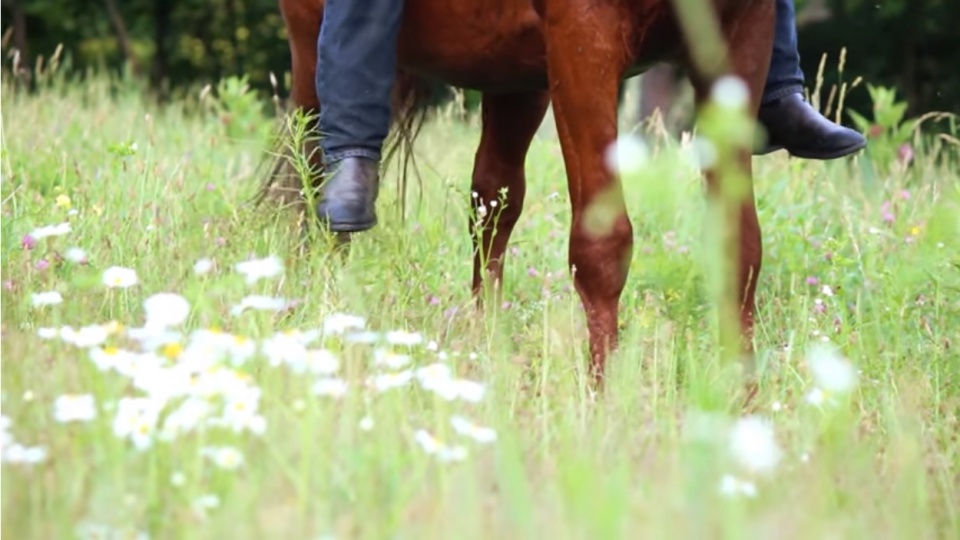 Jeff Wilson Horsemanship