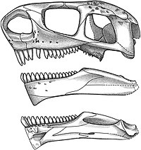 Cotylorhynchus romeri. Top : skull reconstruction in left lateral view, and medial and lateral views of mandible ; bottom : skull reconstruction in dorsal, ventral, posterior and anterior views.