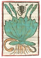 Print Rome 1481. Plantago, Arnoglossa