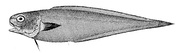 Cusk-eel Benthocometes robustus